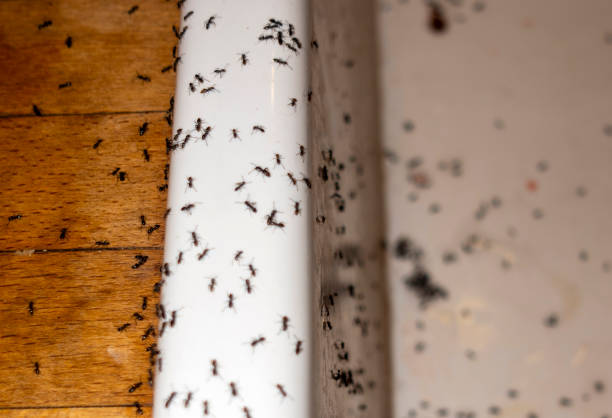 Best Bed Bug Extermination  in Farmville, VA